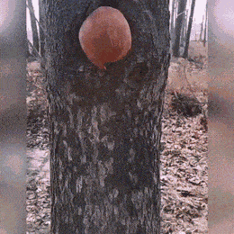 Возвращение из гостей