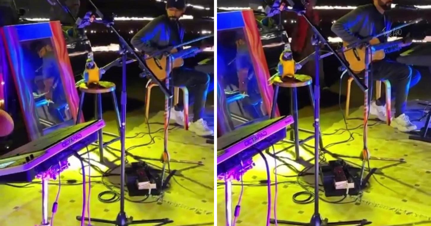 Уличный музыкант устроил необычное выступление вместе с говорящим попугаем