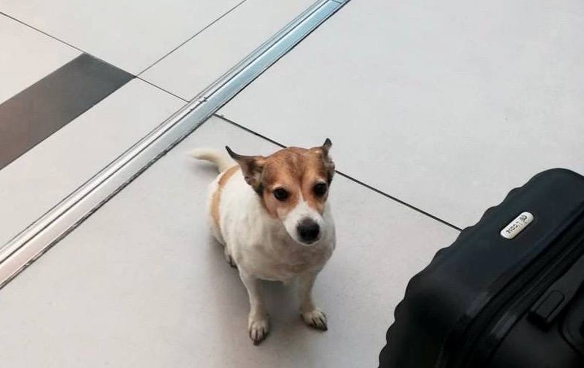 Собака сбежала из переноски во время разгрузки багажа