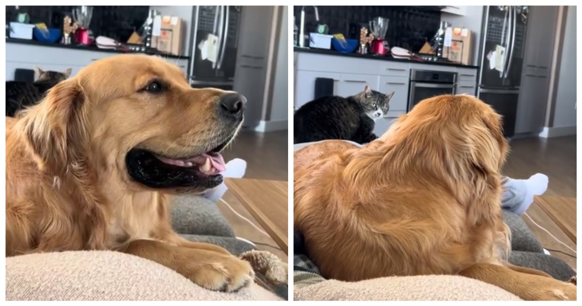 Реакция пса на тяжелый взгляд кота