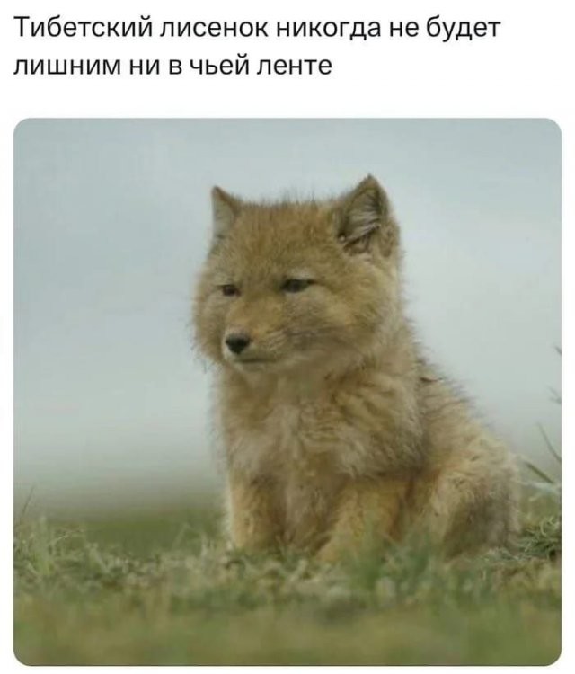 Не ищите здесь смысл. Здесь в основном маразм