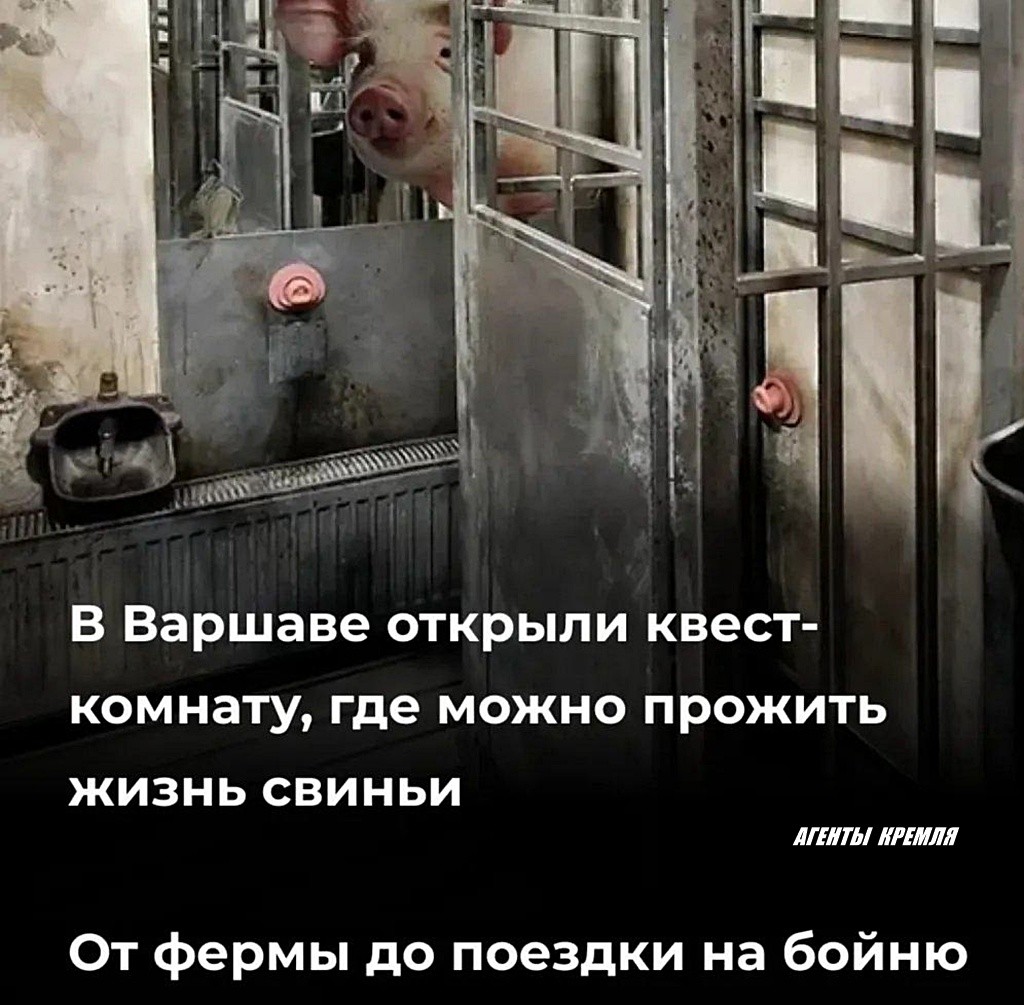 Создали свою украину в пределах комнаты, где ТЦК ловит хрюшек и отправляет их под ФАБы и "Искандеры"