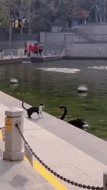 Просто гифки, всякие и&nbsp;разные