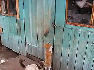 Просто гифки, всякие и&nbsp;разные