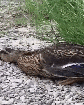 Просто гифки, всякие и&nbsp;разные