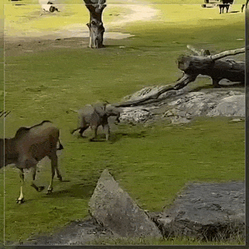 Просто гифки, всякие и&nbsp;разные