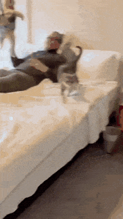 Разработка отца