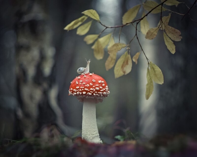 Первый этаж природы