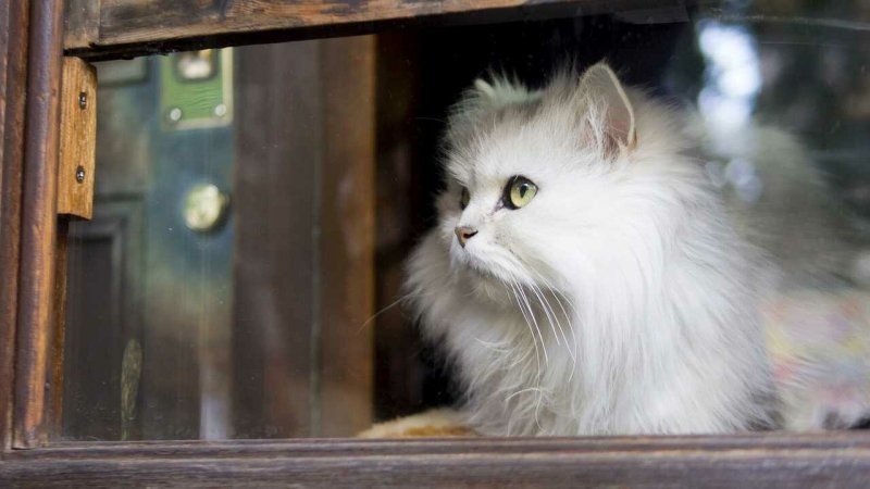 19. Кошка у окошка