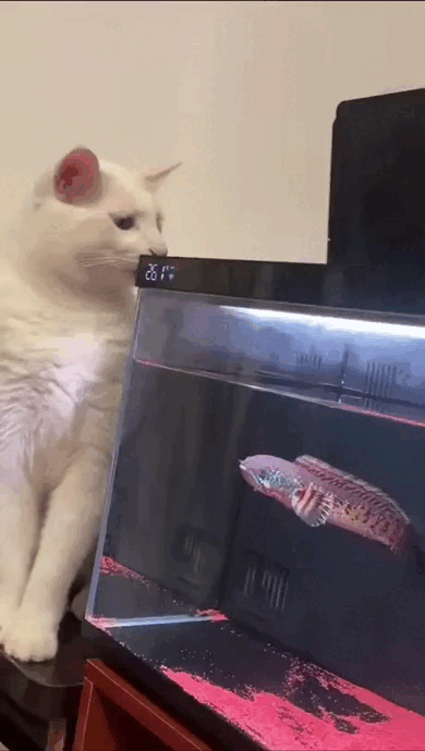 Просто гифки, всякие и&nbsp;разные