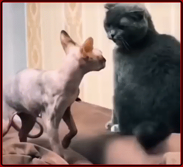 Просто гифки, всякие и&nbsp;разные