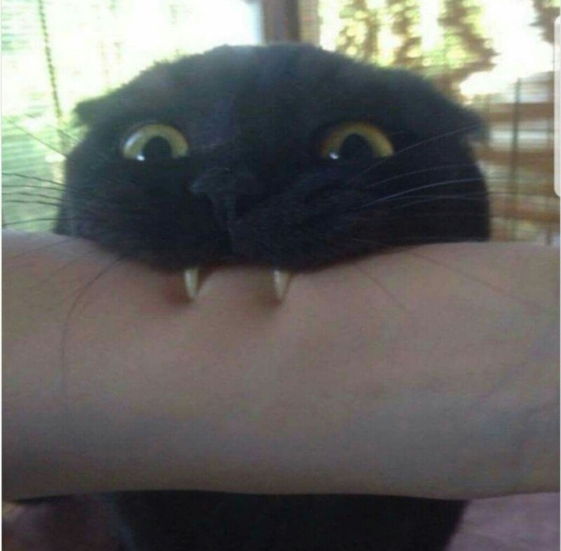 13. Котовампир