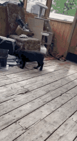 Просто гифки, всякие и&nbsp;разные