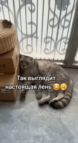 Просто гифки, всякие и&nbsp;разные