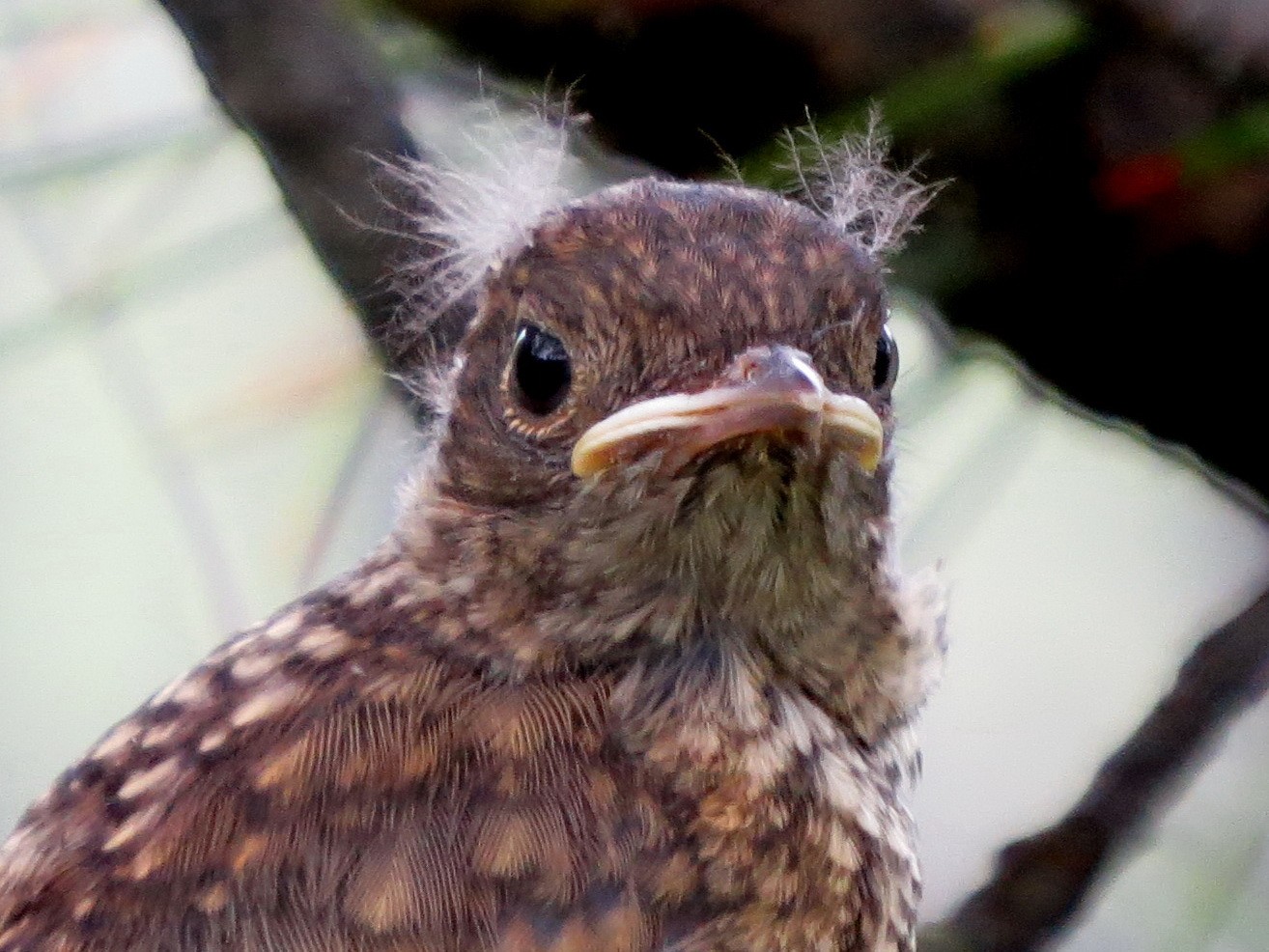 Мир птиц.ч.2