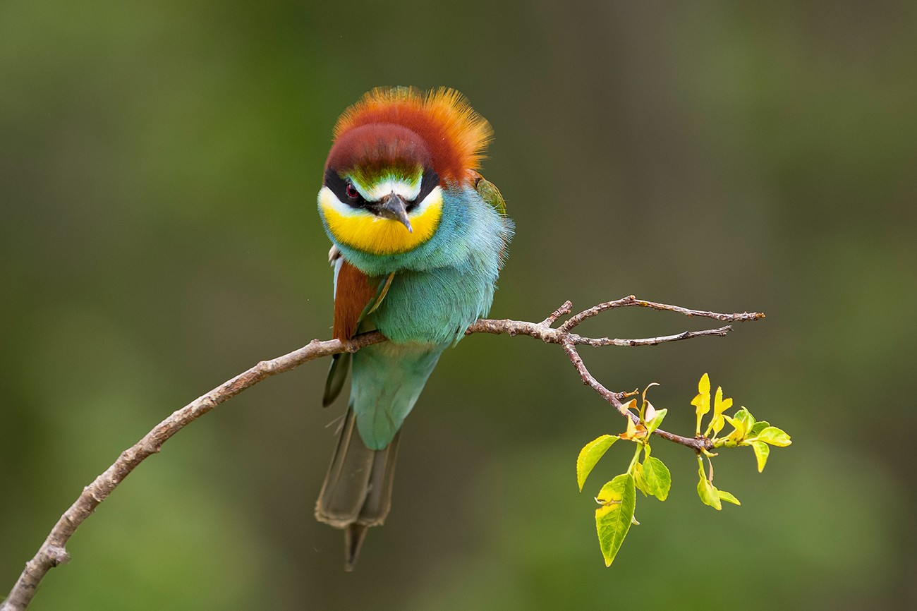 Мир птиц.ч.2