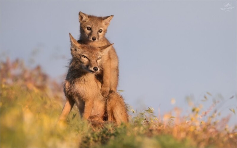ФотоРу. Мир животных