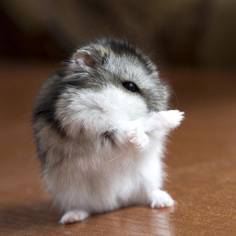 Не киски, и не "киски"