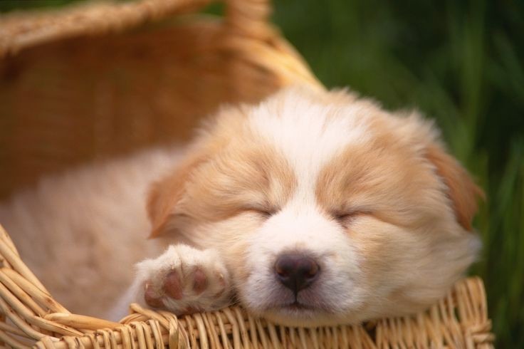 Не киски, и не "киски"