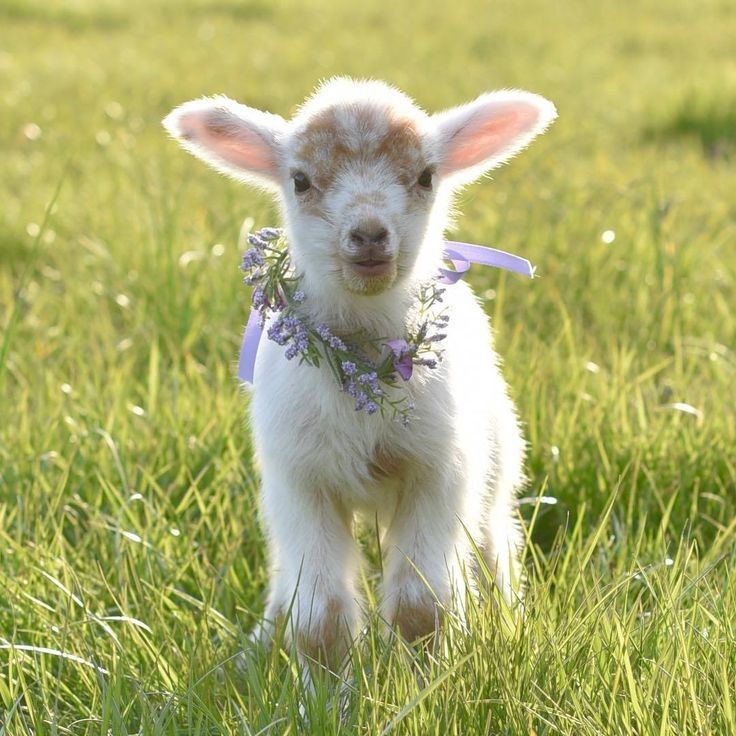 Не киски, и не "киски"