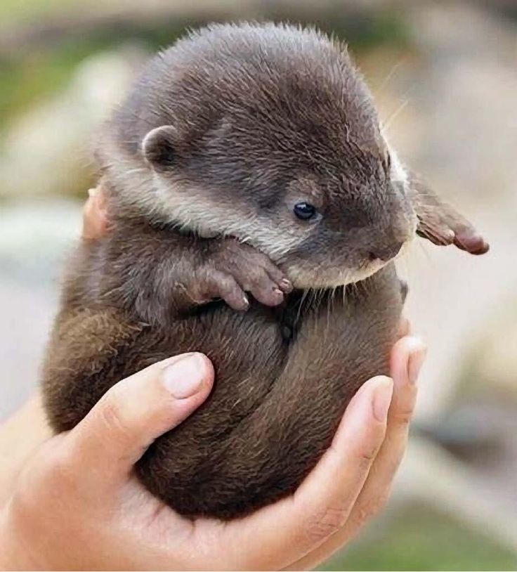 Не киски, и не "киски"