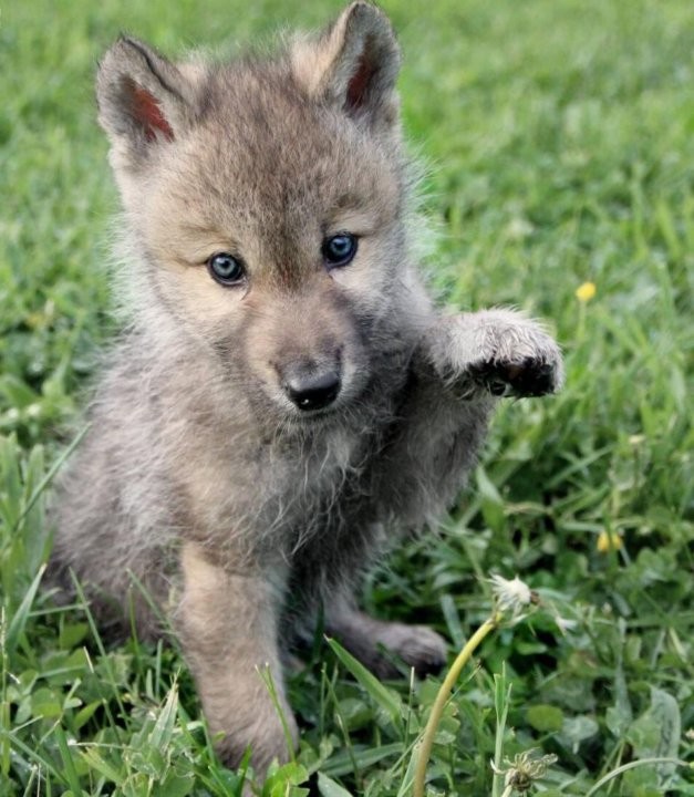 Не киски, и не "киски"