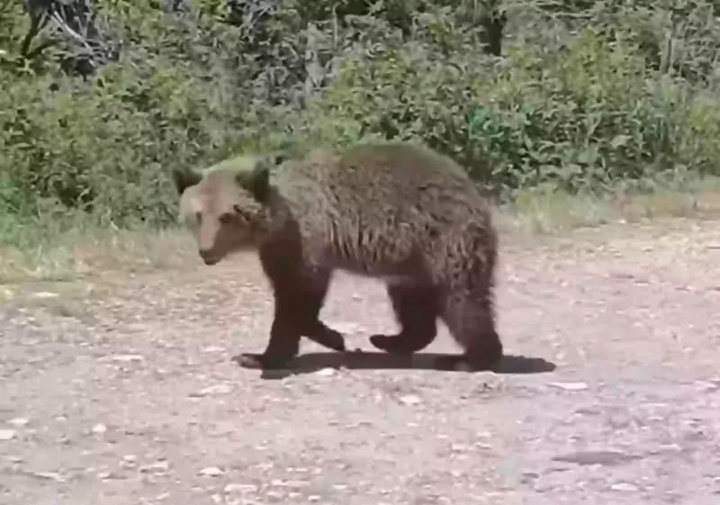 Последнее селфи туриста с медвежонком