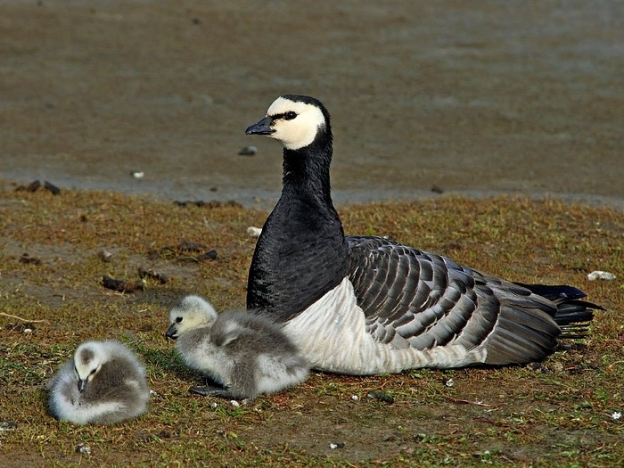 Гуси на деревьях: как одна легенда пережила века