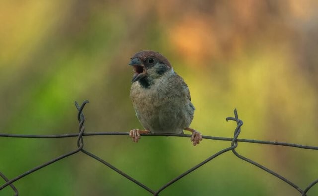 Намешалось