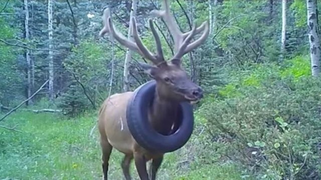 Намешалось