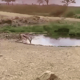 Просто гифки, всякие и&nbsp;разные