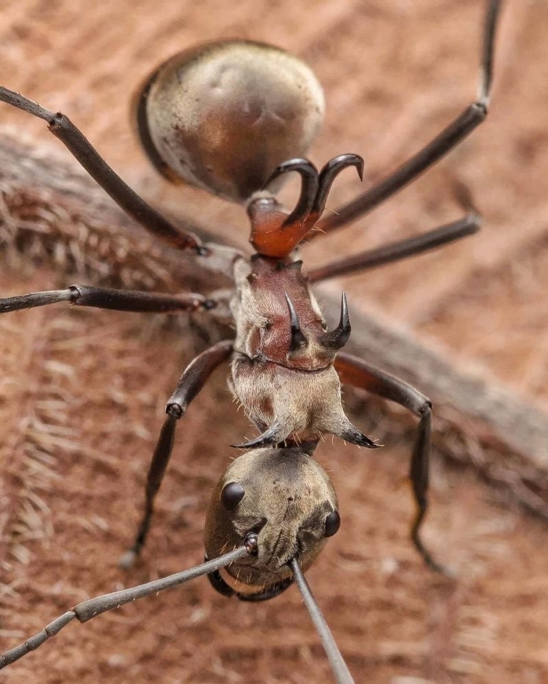 7.  Polyrhachis bihamata