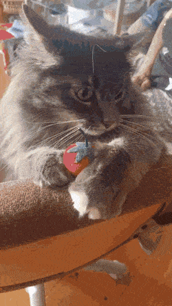 Просто гифки, всякие и&nbsp;разные