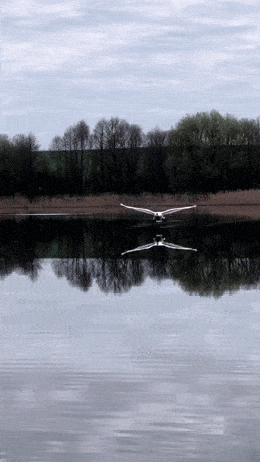 Просто гифки, всякие и&nbsp;разные