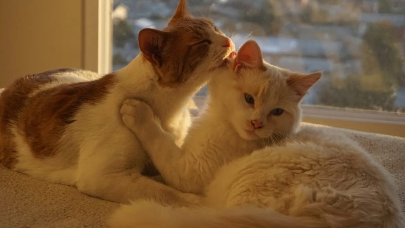 5. Кошачьи нежности