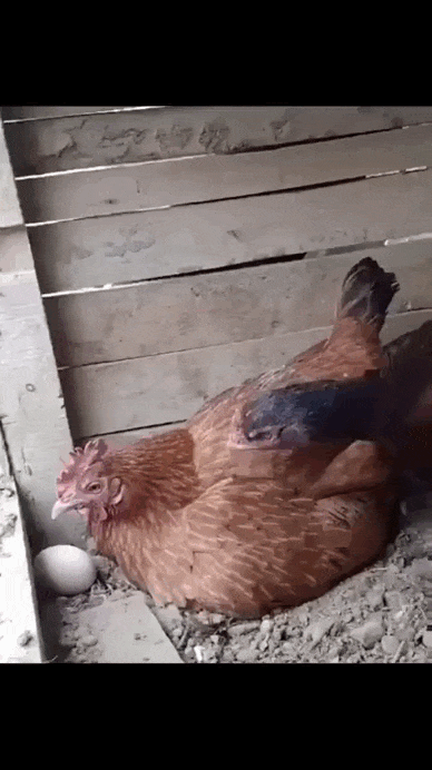 Просто гифки, всякие и&nbsp;разные