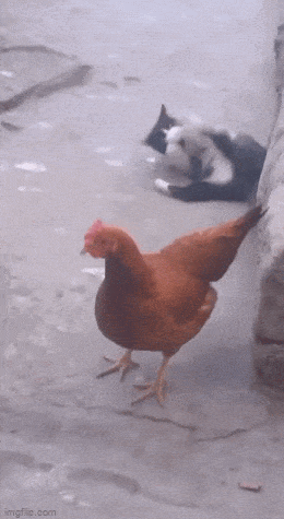 Просто гифки, всякие и&nbsp;разные