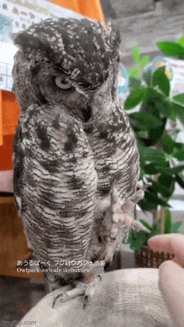 Просто гифки, всякие и&nbsp;разные