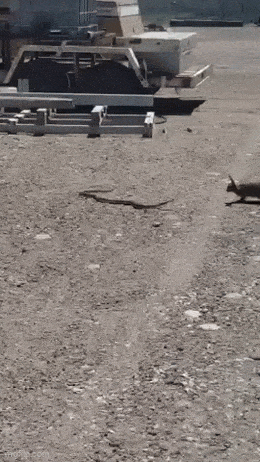 Просто гифки, всякие и&nbsp;разные