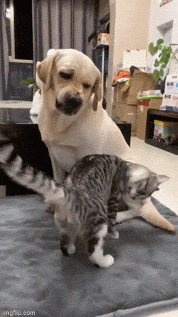 Просто гифки, всякие и&nbsp;разные