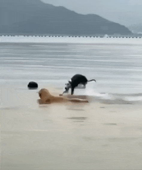 Просто гифки, всякие и&nbsp;разные