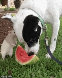 Просто гифки, всякие и&nbsp;разные