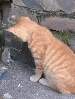 Просто гифки, всякие и&nbsp;разные