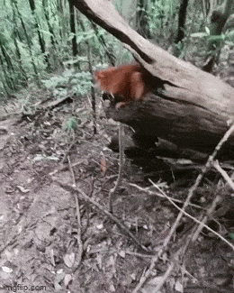 Просто гифки, всякие и&nbsp;разные