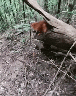 Просто гифки, всякие и&nbsp;разные