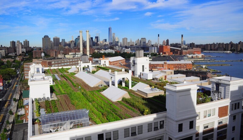 5. Ферма и пасека Brooklyn Grange, Нью-Йорк, США