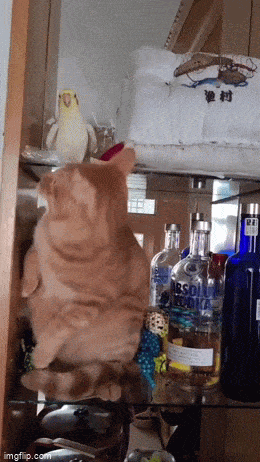 Просто гифки, всякие и&nbsp;разные