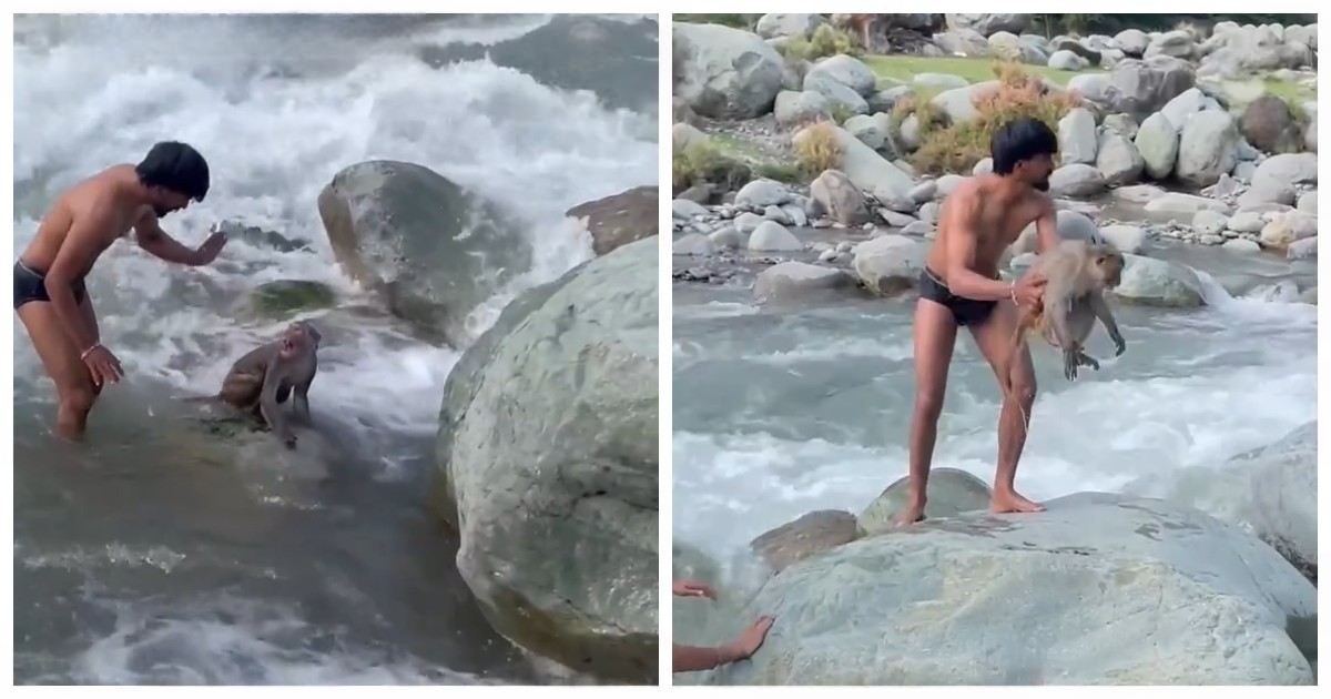 В Индии парень спас обезьяну, которую чуть не унесло течением