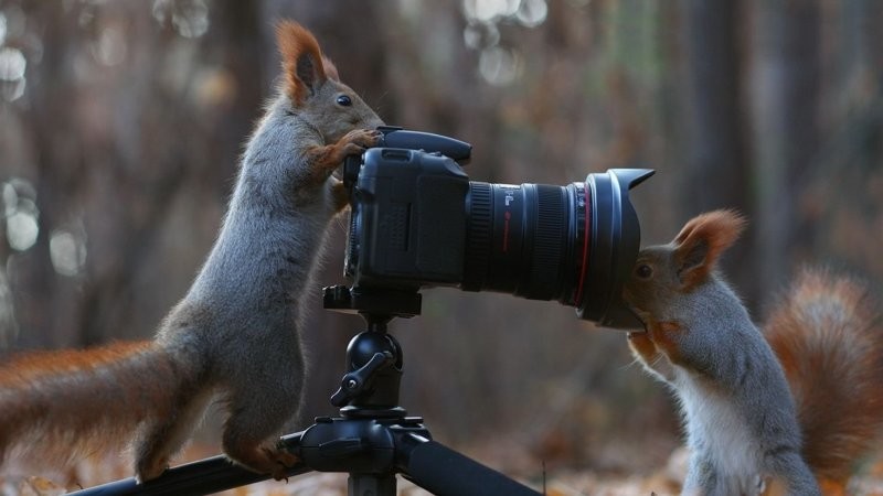 18. Что это за игрушка? Может фотоловушка?