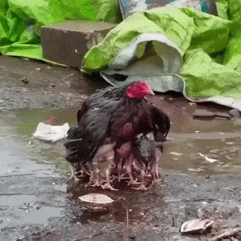 Просто гифки, всякие и&nbsp;разные